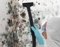 Best Basement Mold Removal  in St Clair, MI